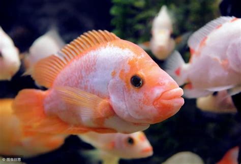 地圖魚飼養|地圖魚飼養技巧及注意事項 – 寵物百科